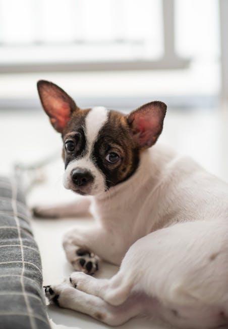 Housebreaking tips for puppies in apartments