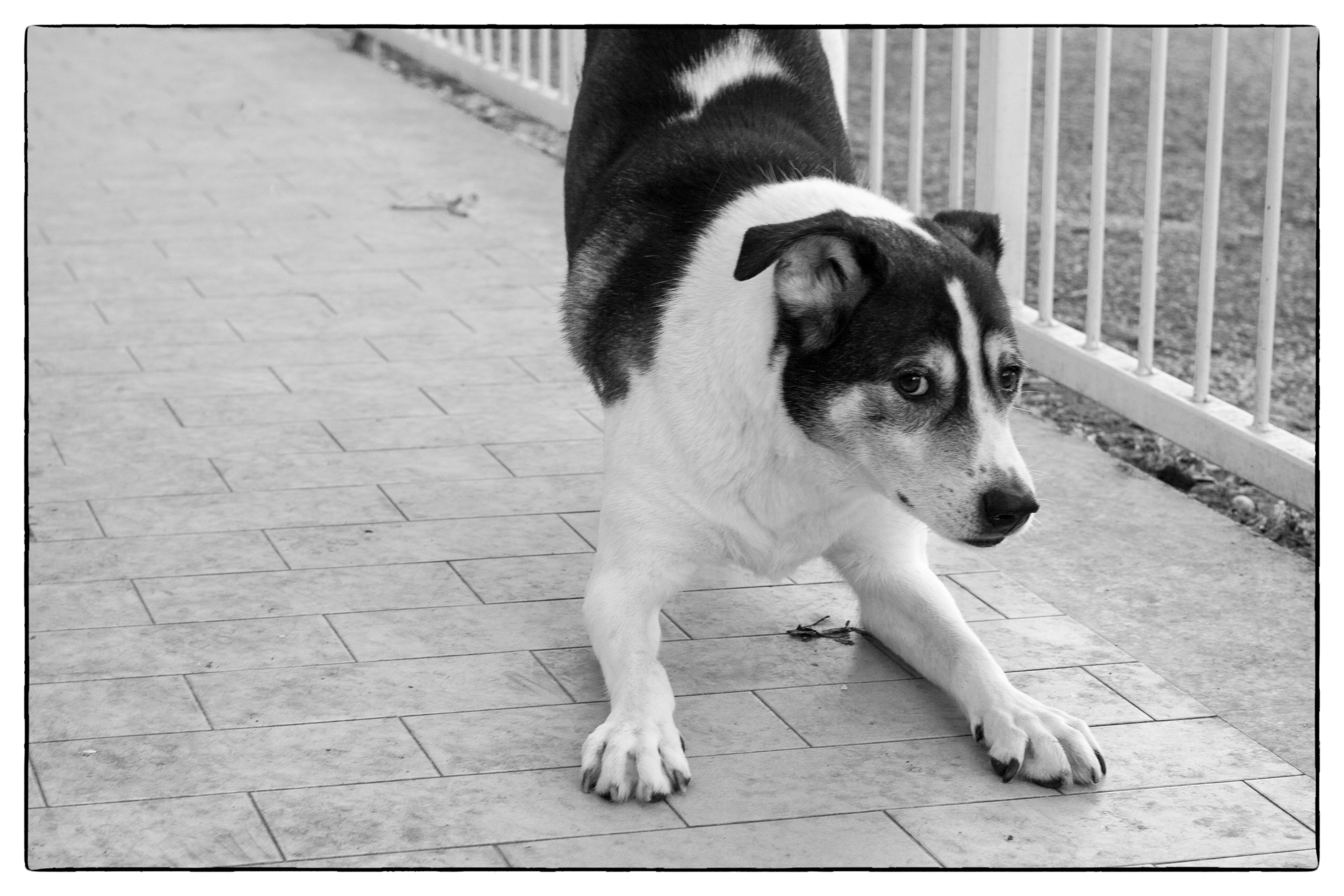 Implementing Positive Reinforcement Techniques for Fearful Dogs