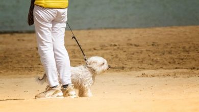 Mastering Recall in Off-Leash Areas for Experienced Owners