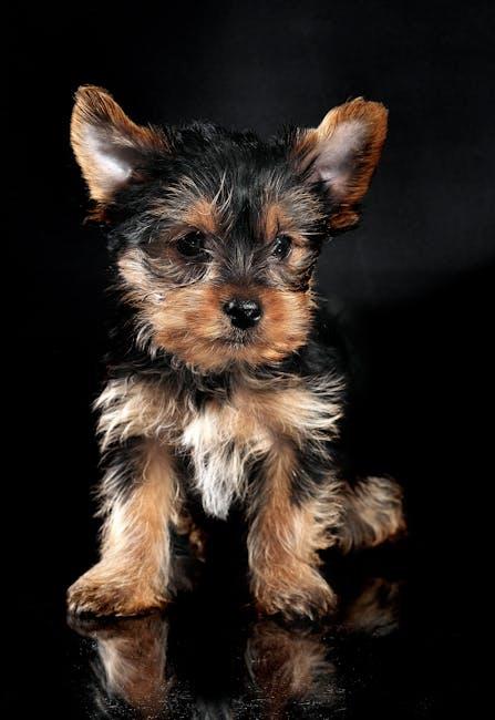 The Dangers of Over-Training Your Puppy Too Early