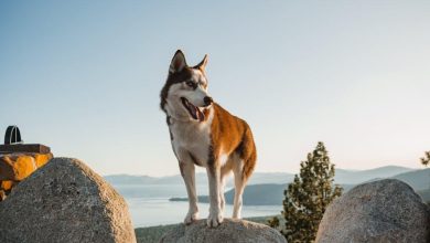 Should Dogs With Anxiety Be Forced Into Social Situations