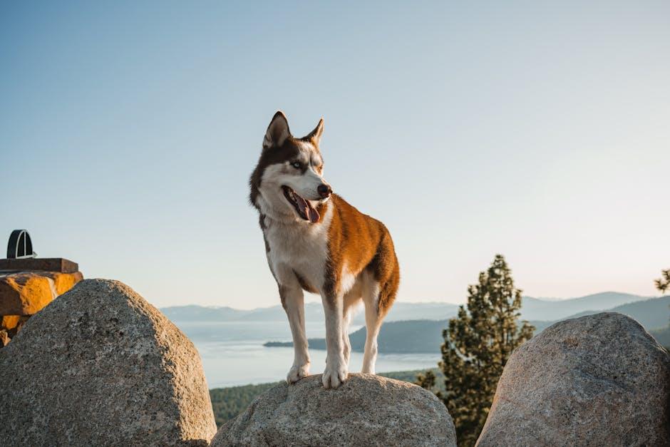 Should Dogs With Anxiety Be Forced Into Social Situations