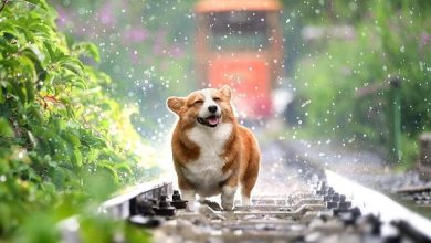 The Role of Genetics in a Dog’s Personality and Behavior