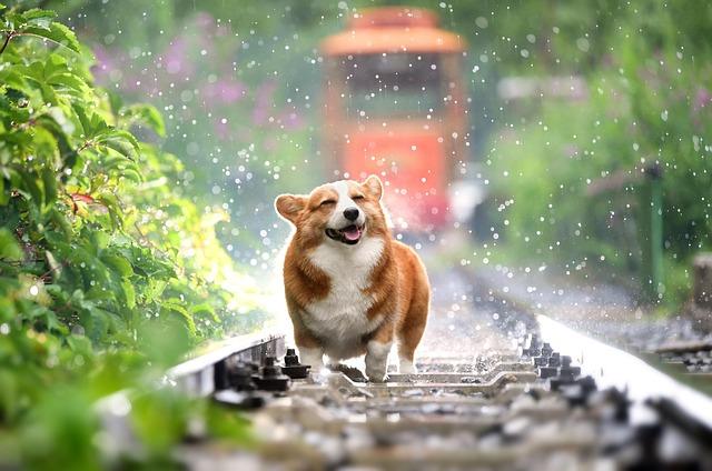 The Role of Genetics in a Dog’s Personality and Behavior