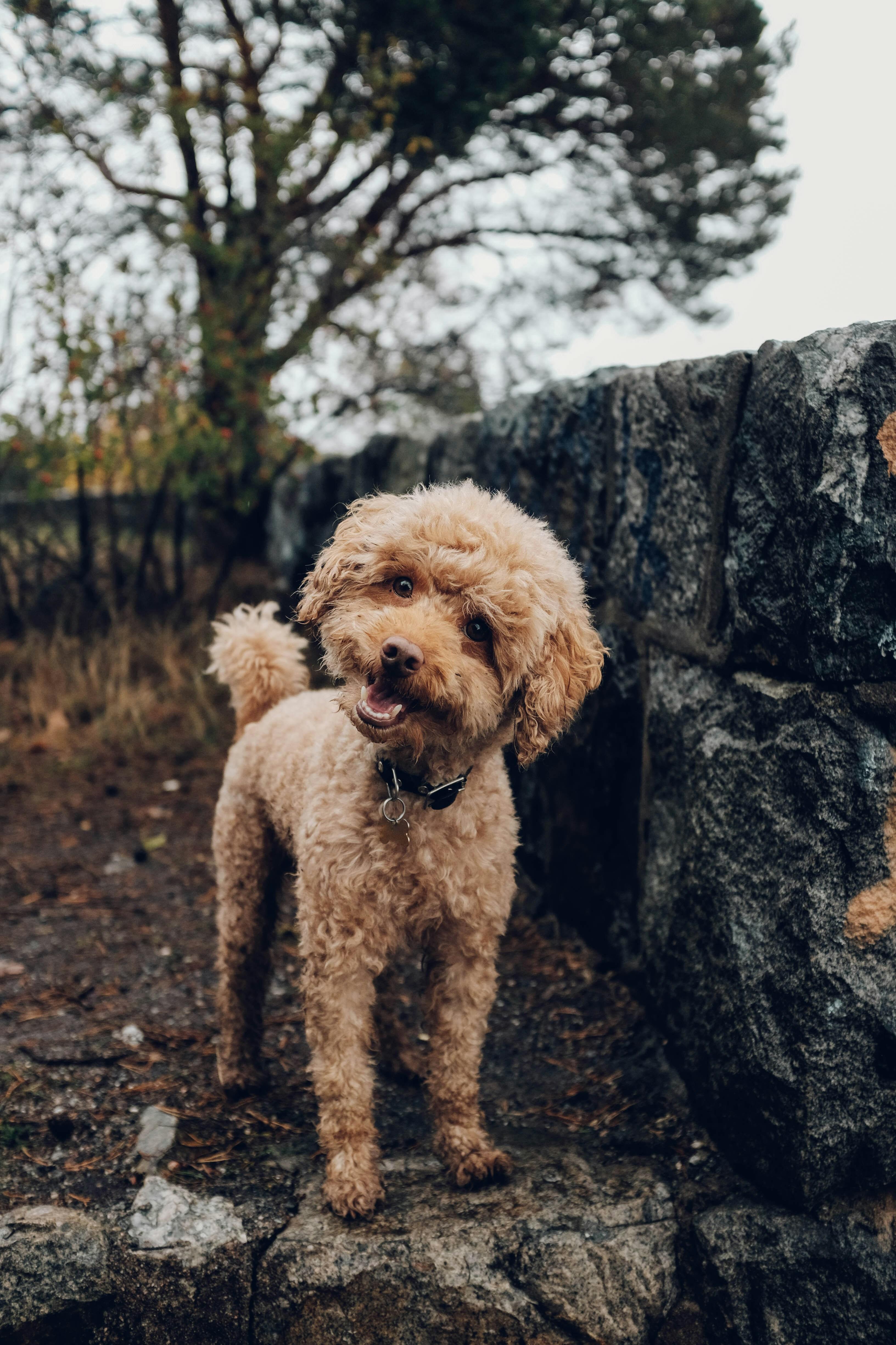 Effective Training Techniques to Curb Barking