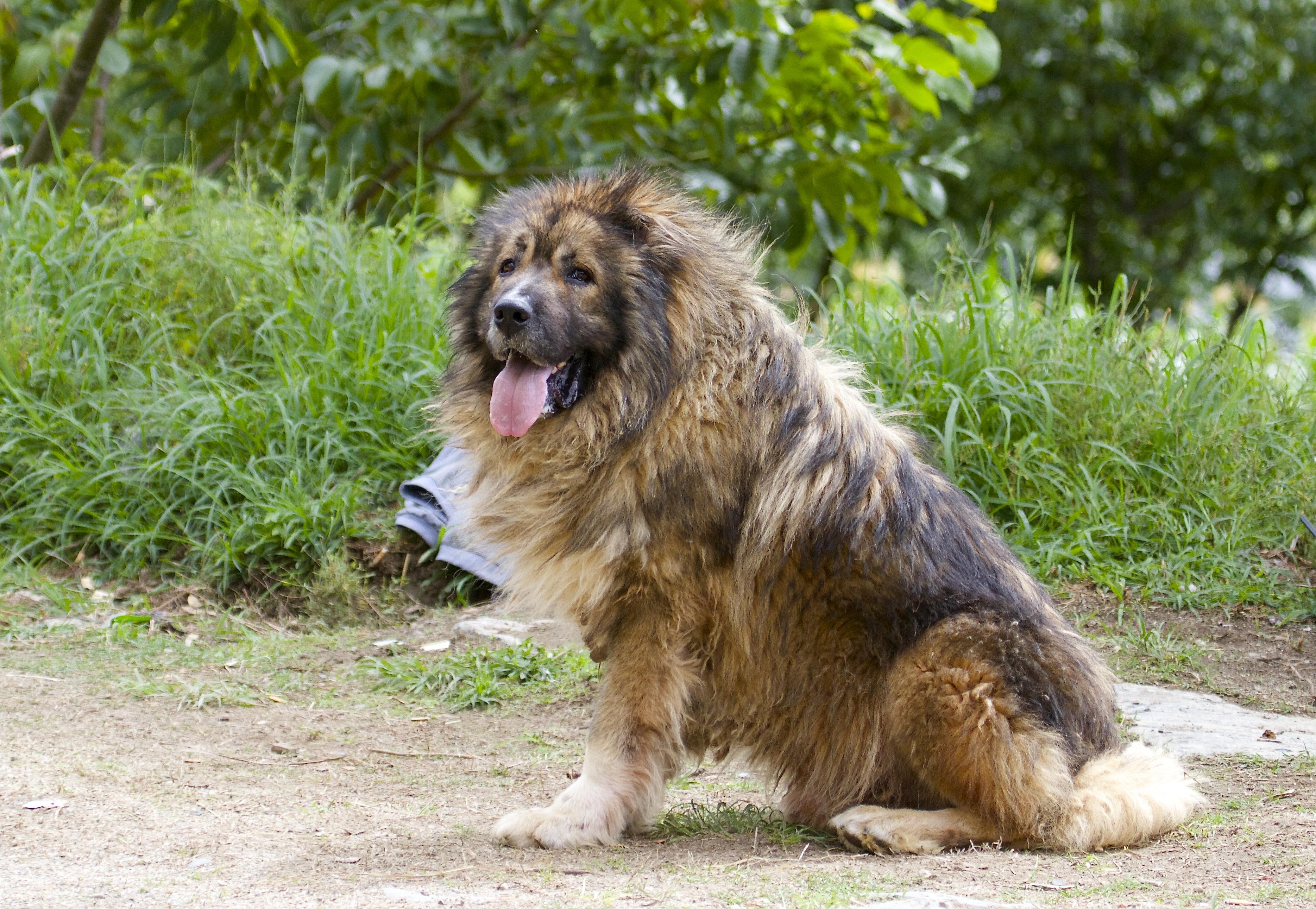 Effective Training Techniques for a Calm Canine