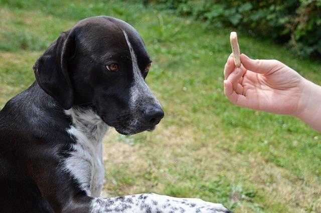 Balancing Obedience with Canine Well-being