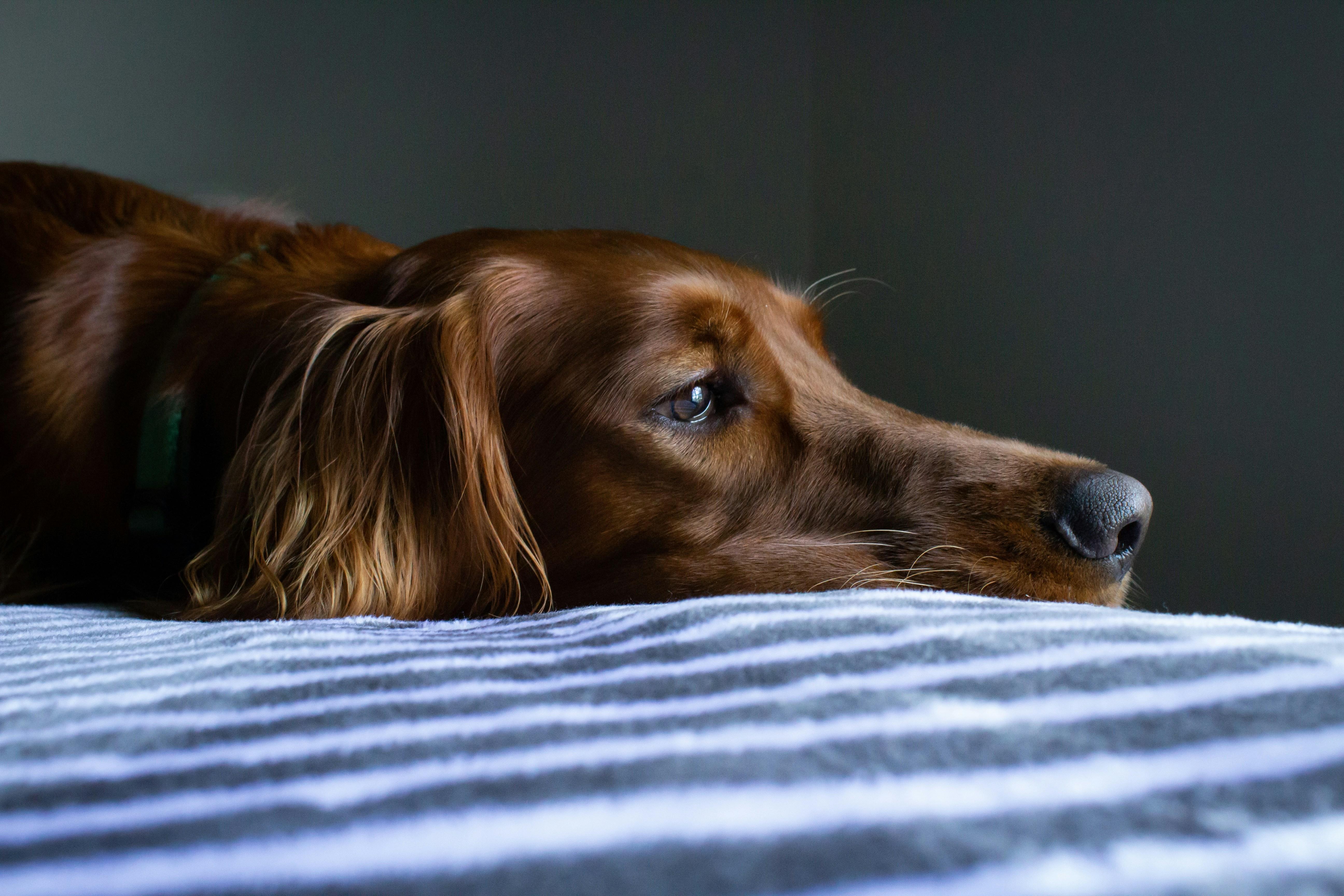 Understanding the Reasons Behind Canine Barking