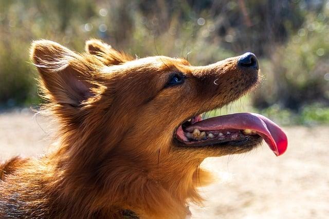 Tailoring Training Techniques to Diverse Canine Personalities