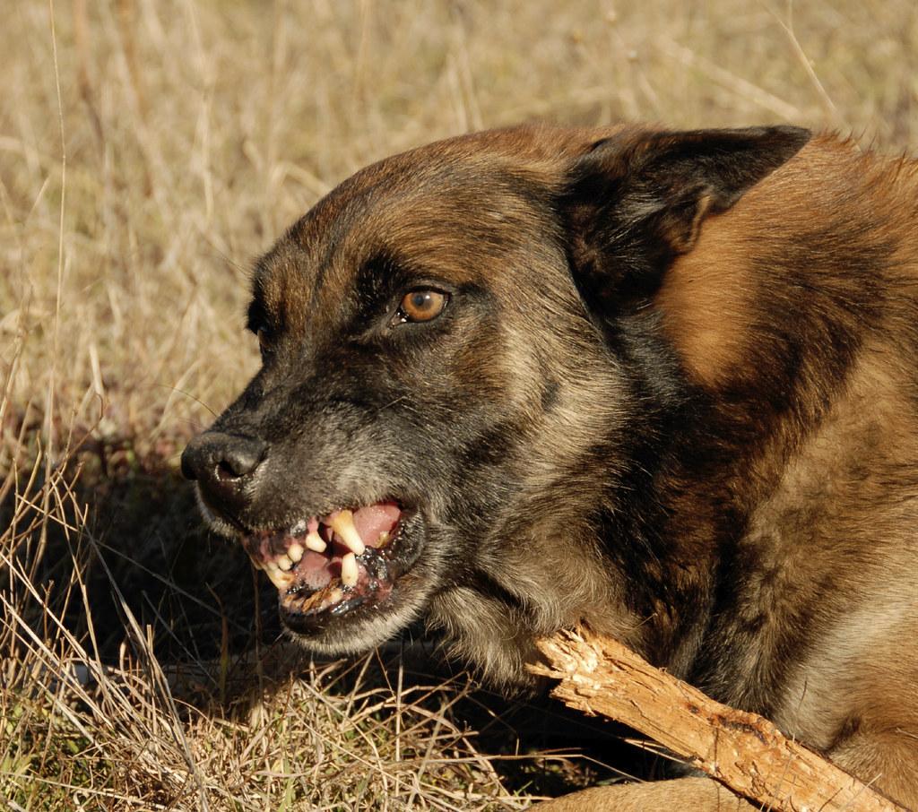 Practical Strategies for Managing Fear-Induced Aggression