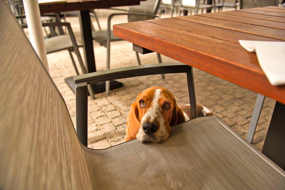 Understanding the Root Causes of Begging Behavior