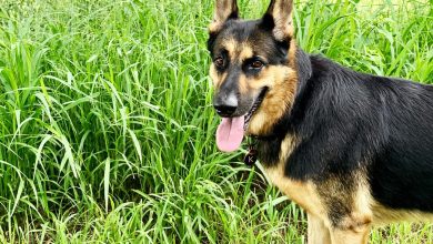 Solutions for dogs with food aggression problems