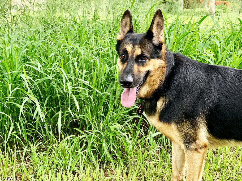 Solutions for dogs with food aggression problems