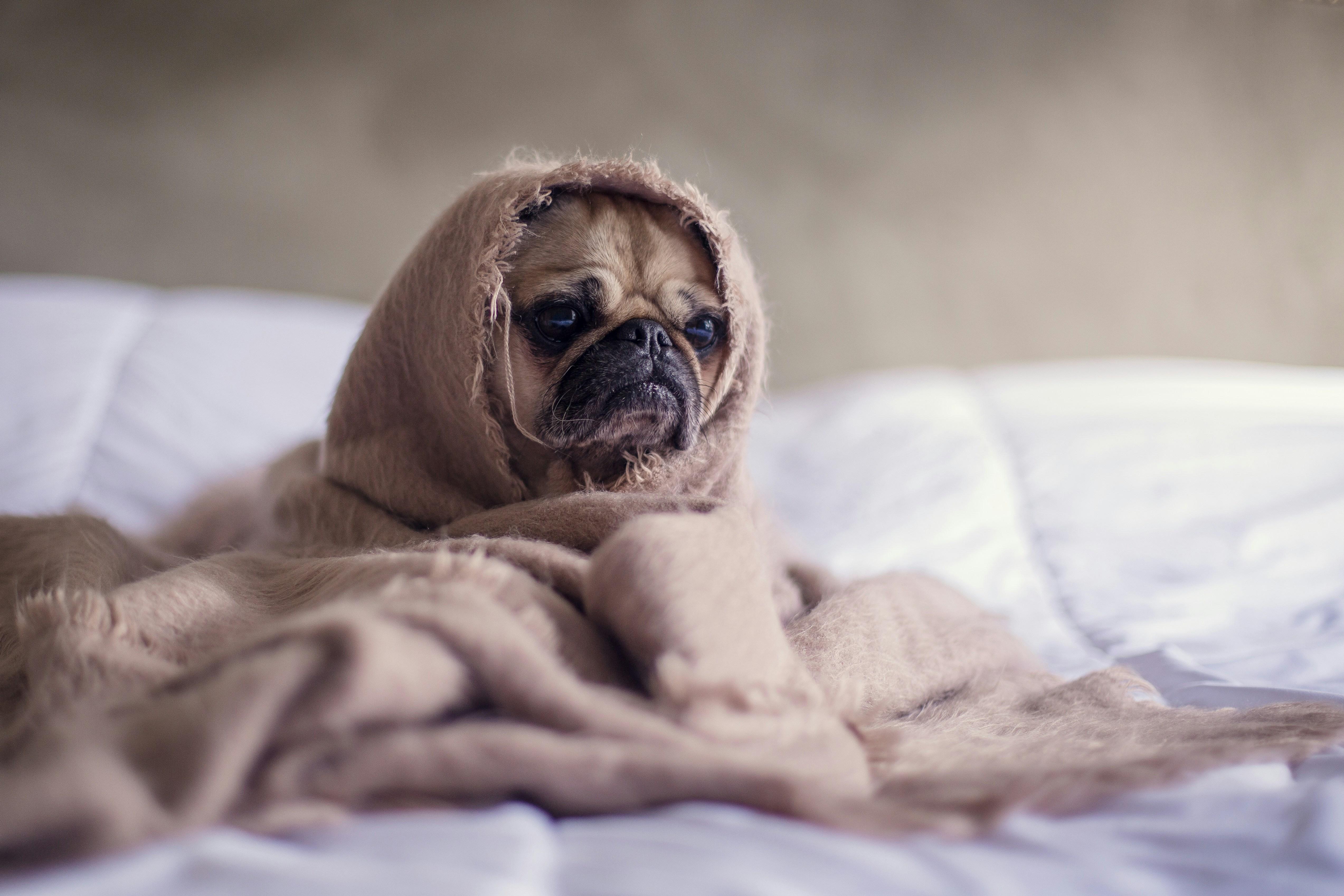 Practical Tips for Managing Your Pets Stress