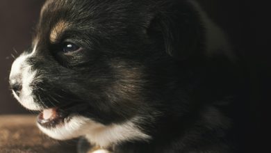 Should Puppies Be Socialized Before They Are Fully Vaccinated