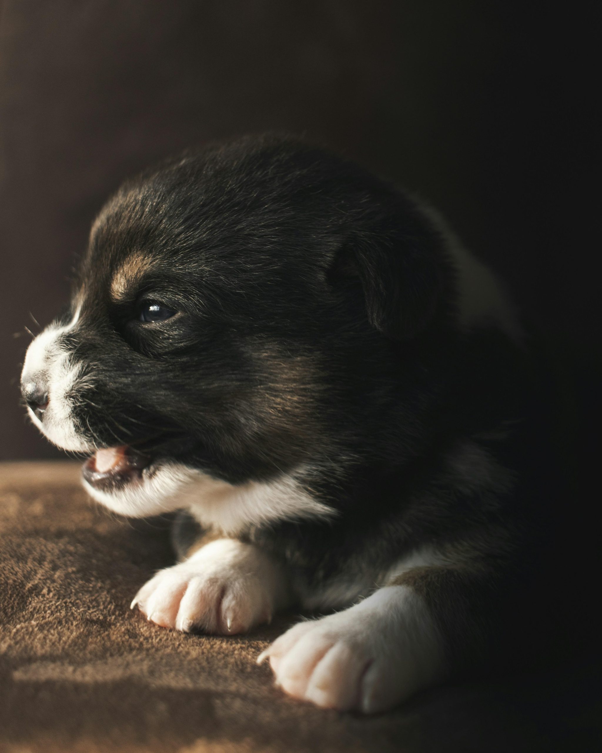 Should Puppies Be Socialized Before They Are Fully Vaccinated
