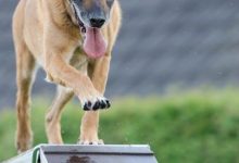 Best practices for training a dog to respect boundaries