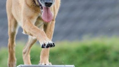 Best practices for training a dog to respect boundaries
