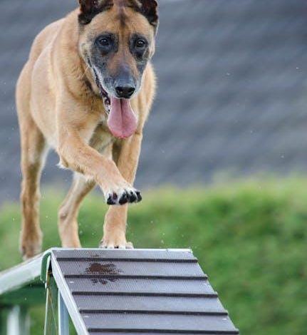 Best practices for training a dog to respect boundaries