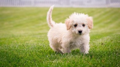 Housebreaking Your Puppy: What Every New Owner Needs to Know