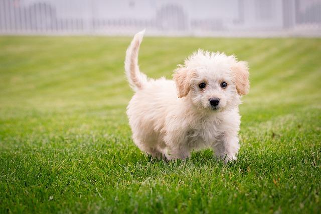 Housebreaking Your Puppy: What Every New Owner Needs to Know