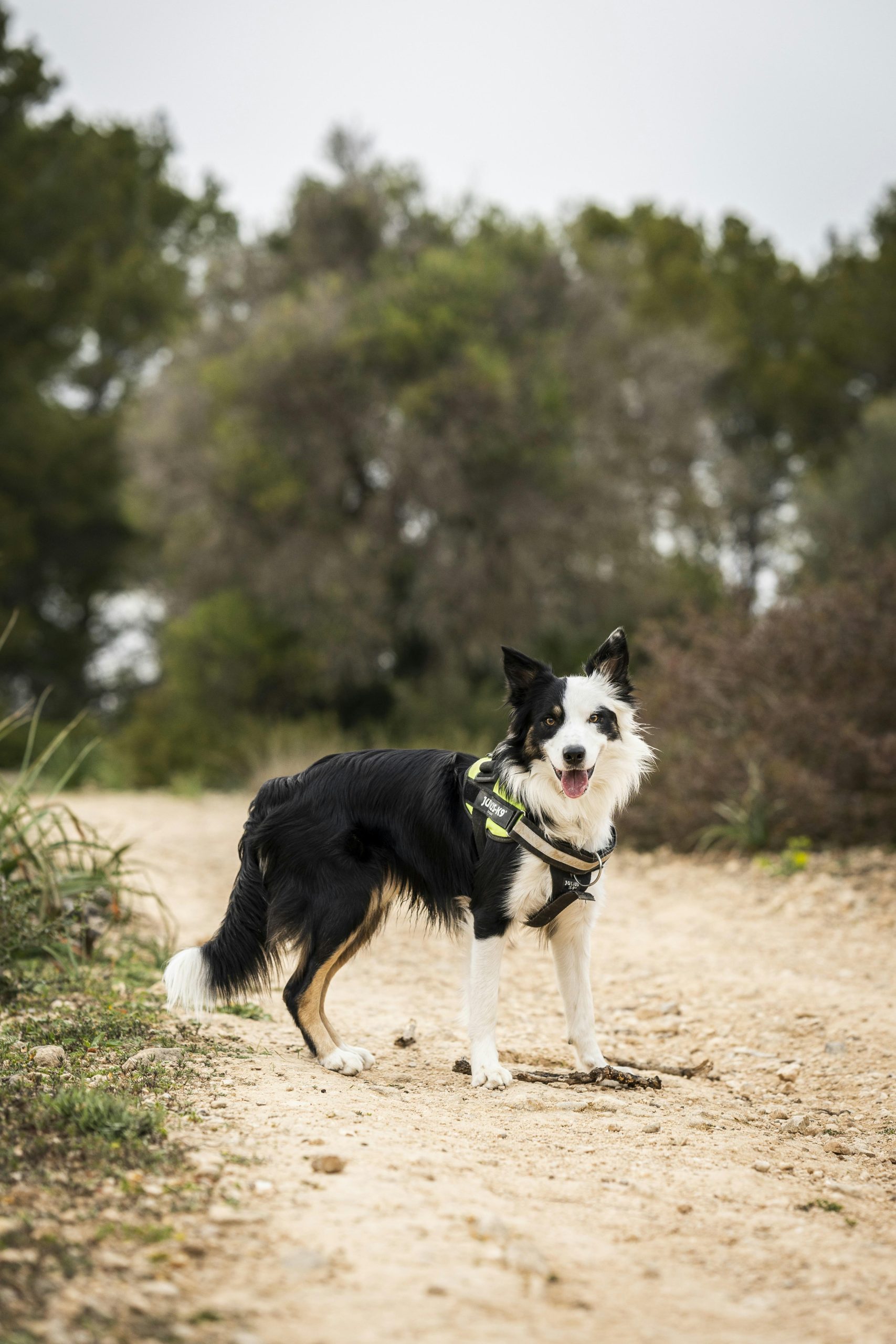 How to train a dog with high distractions using rewards