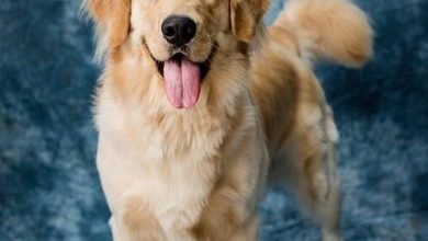 Are Some Dogs Naturally Born Leaders