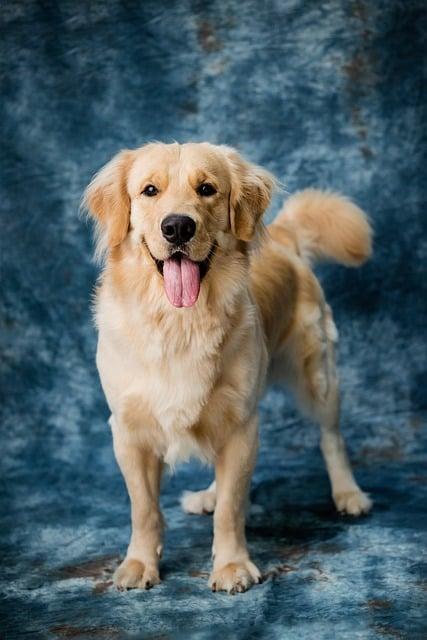 Are Some Dogs Naturally Born Leaders