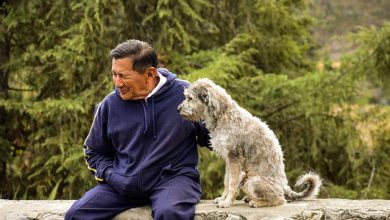 Should Older Dogs Be Put Through Intensive Training Programs