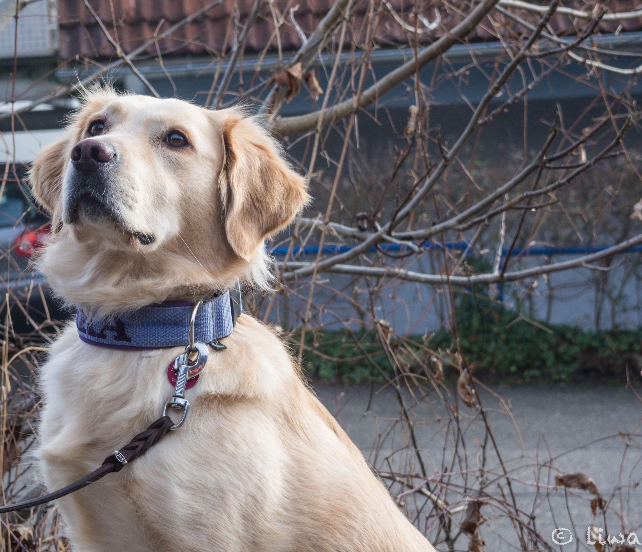 How to Calm a Dog That Overreacts to Visitors