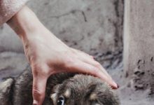 Best Techniques for Socializing a Fearful Dog to New Environments