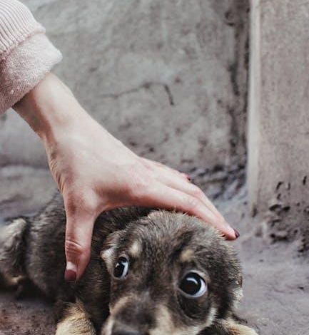 Best Techniques for Socializing a Fearful Dog to New Environments