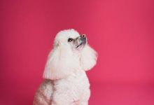 Quick Tips for Teaching Your Dog to Stop Chasing