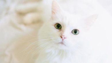 Can Pets Develop PTSD From Early Life Trauma