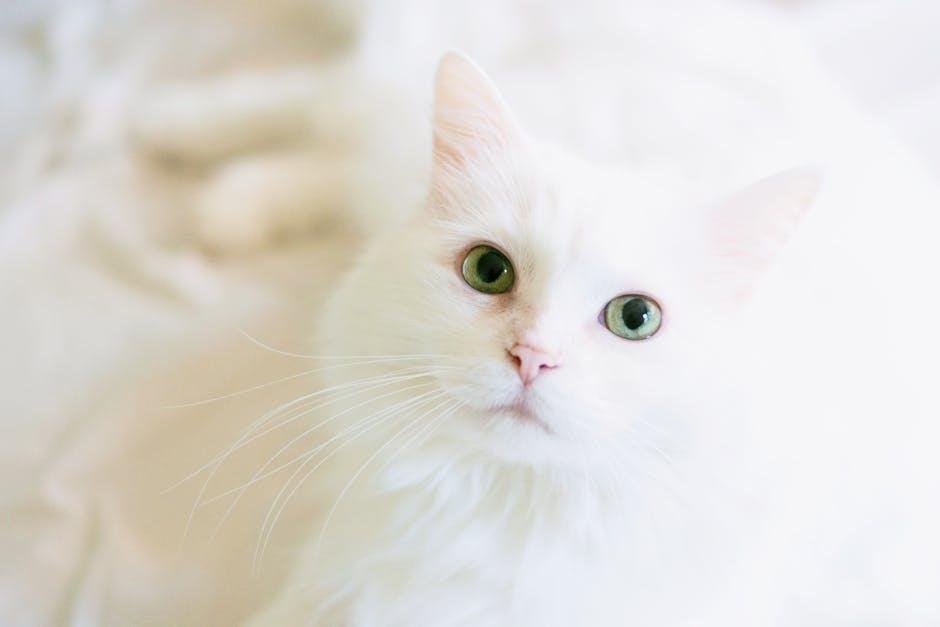 Can Pets Develop PTSD From Early Life Trauma