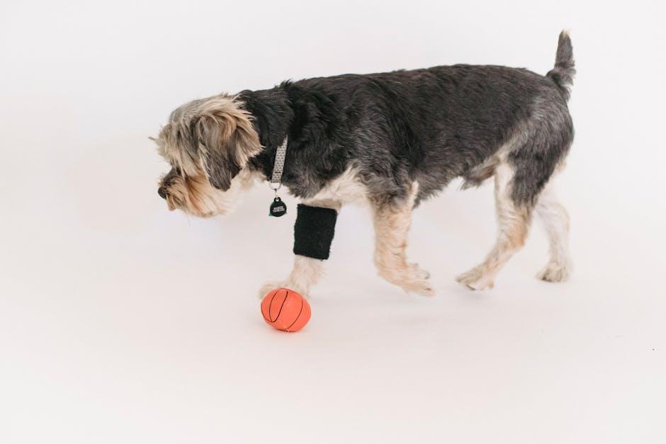 Expert Tips for Safe and Effective Collar Training