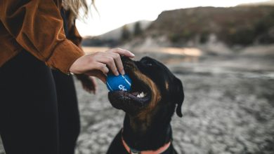 Teaching dogs to behave calmly around new pets