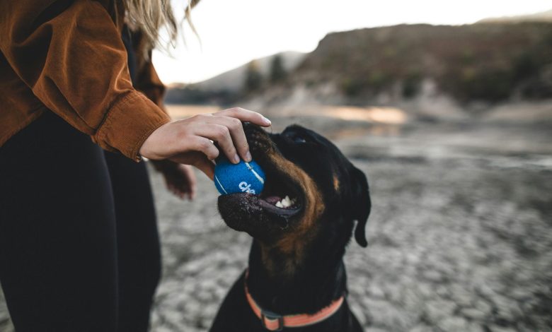 Teaching dogs to behave calmly around new pets