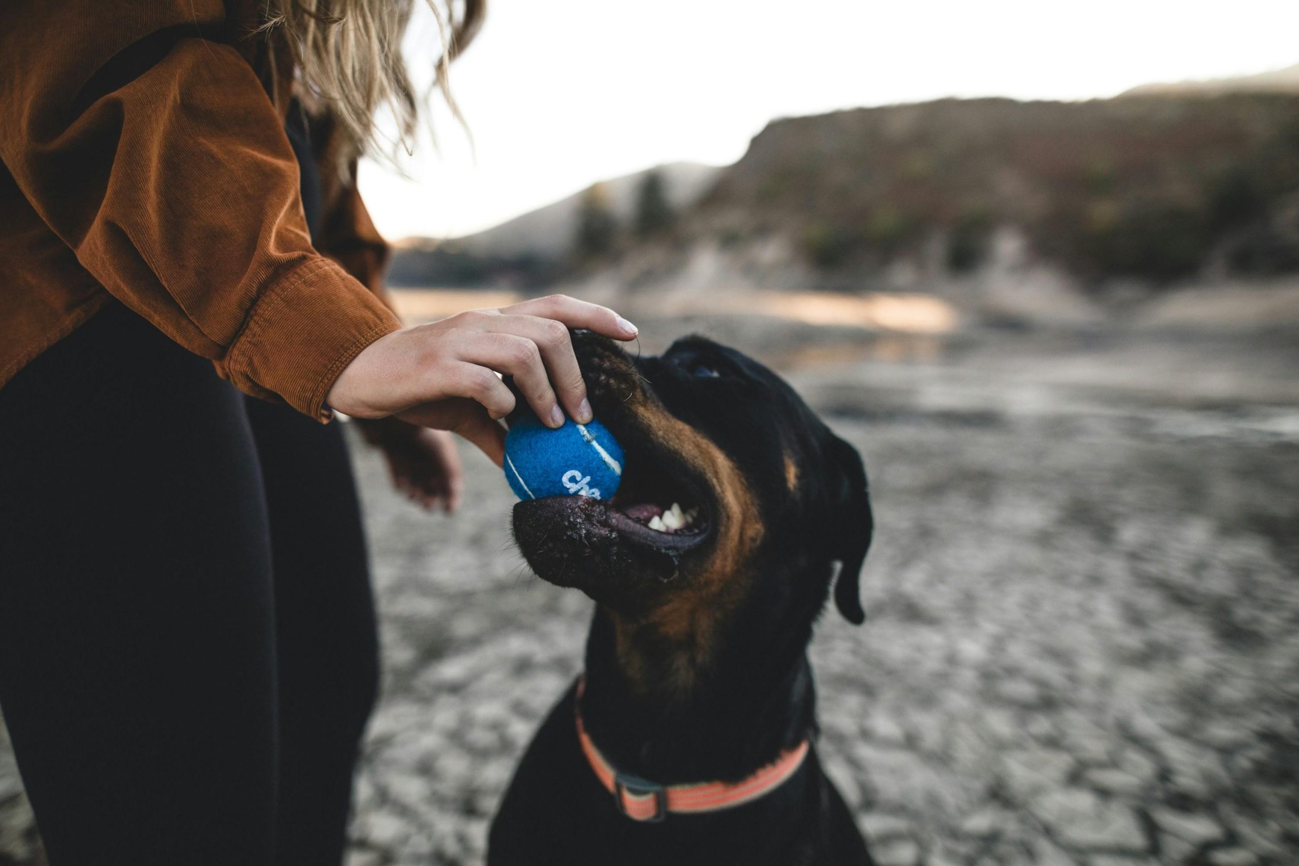 Teaching dogs to behave calmly around new pets