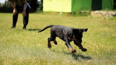 How to Train a Dog to Stop Chasing Cats or Small Animals