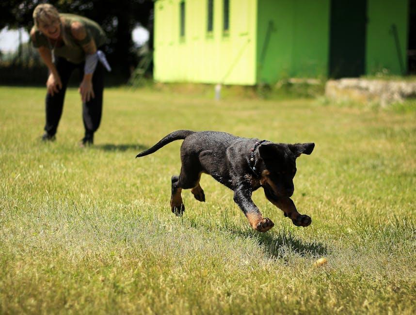 How to Train a Dog to Stop Chasing Cats or Small Animals