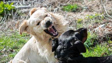 Obedience training for reactive dogs in public spaces