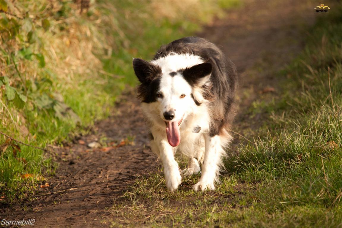 Psychological Insights into a Dogs Need to Herd