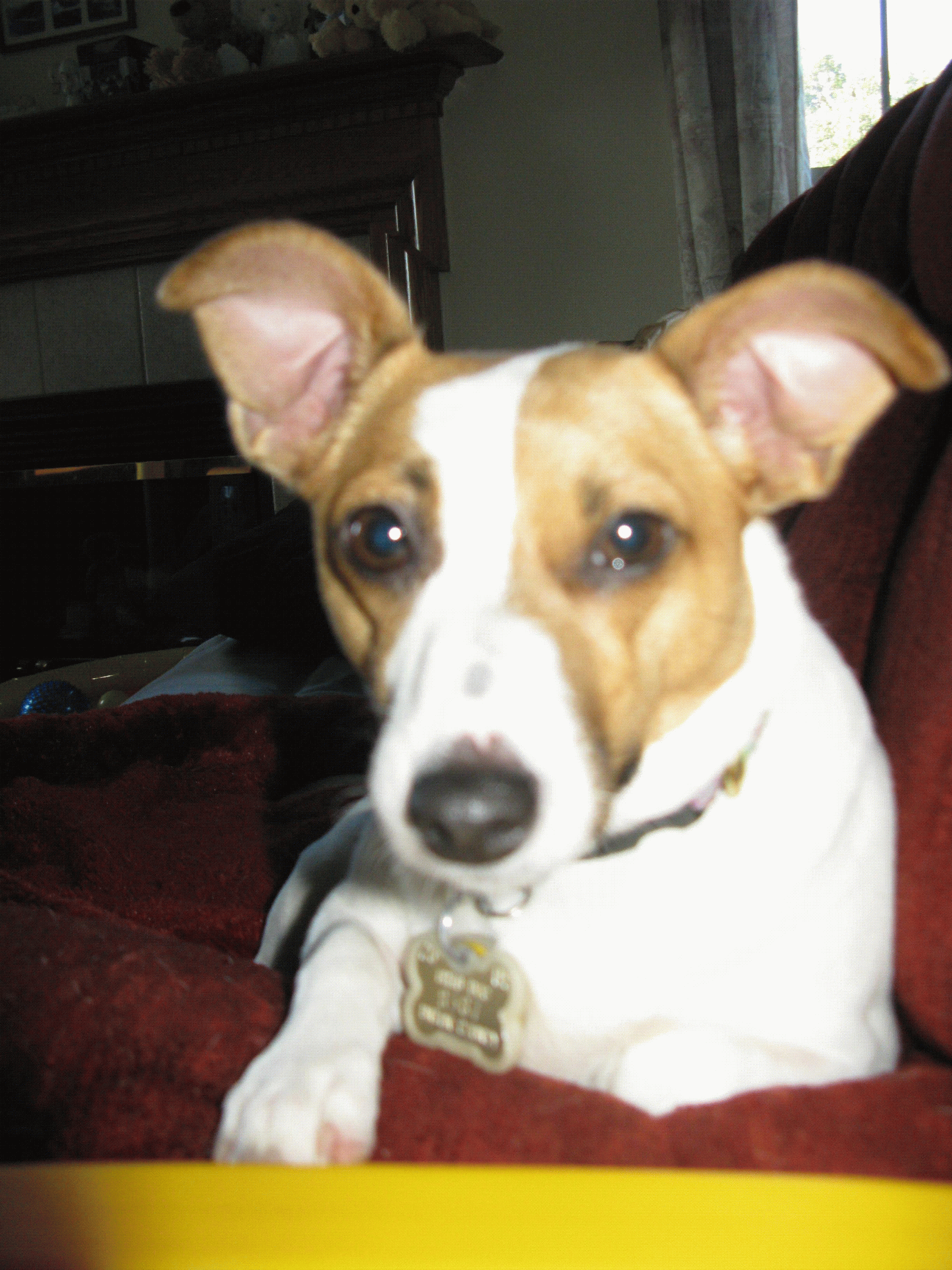 Should Pet Owners Be Held Responsible for Aggressive Behavior