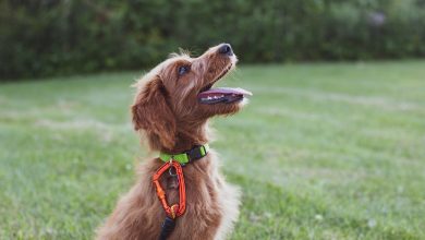 The Argument Over Training Collars: Harmful or Helpful