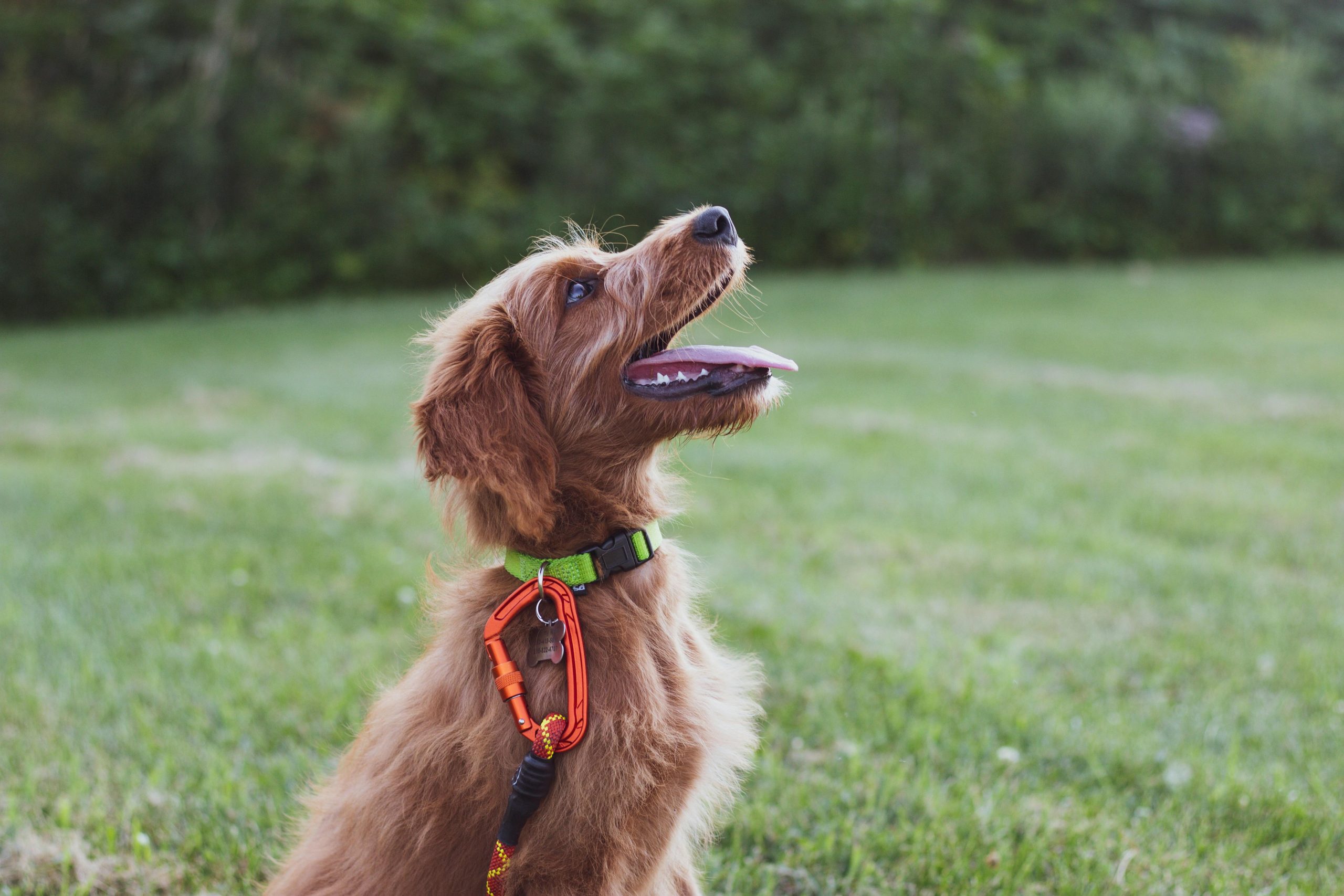 The Argument Over Training Collars: Harmful or Helpful