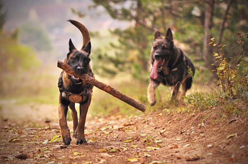 Utilizing Desensitization and Counter-Conditioning Strategies