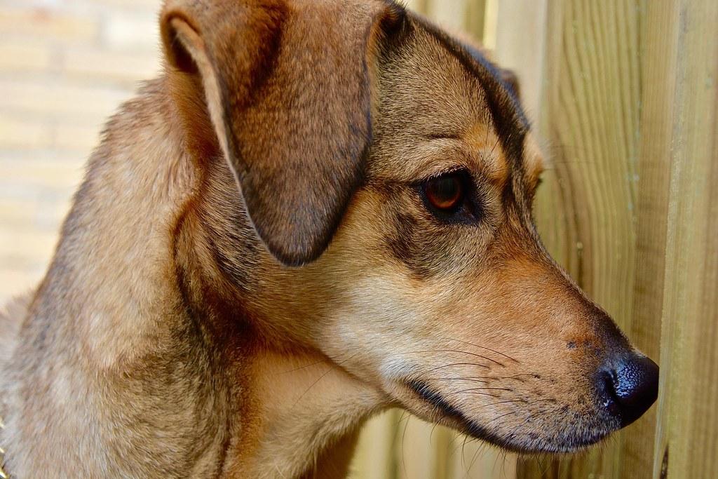 Understanding the Instincts: Why Pets Love to Dig and Chew