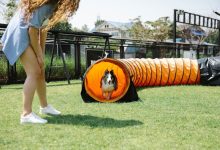 Advanced training routines for competitive dog sports