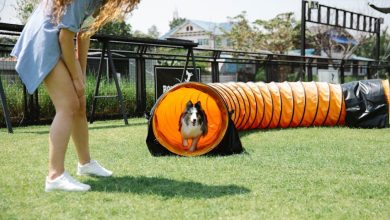 Advanced training routines for competitive dog sports